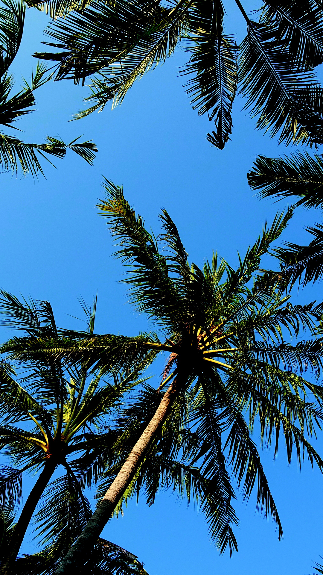 Palm Tree Sky Phone Background Wallpaper