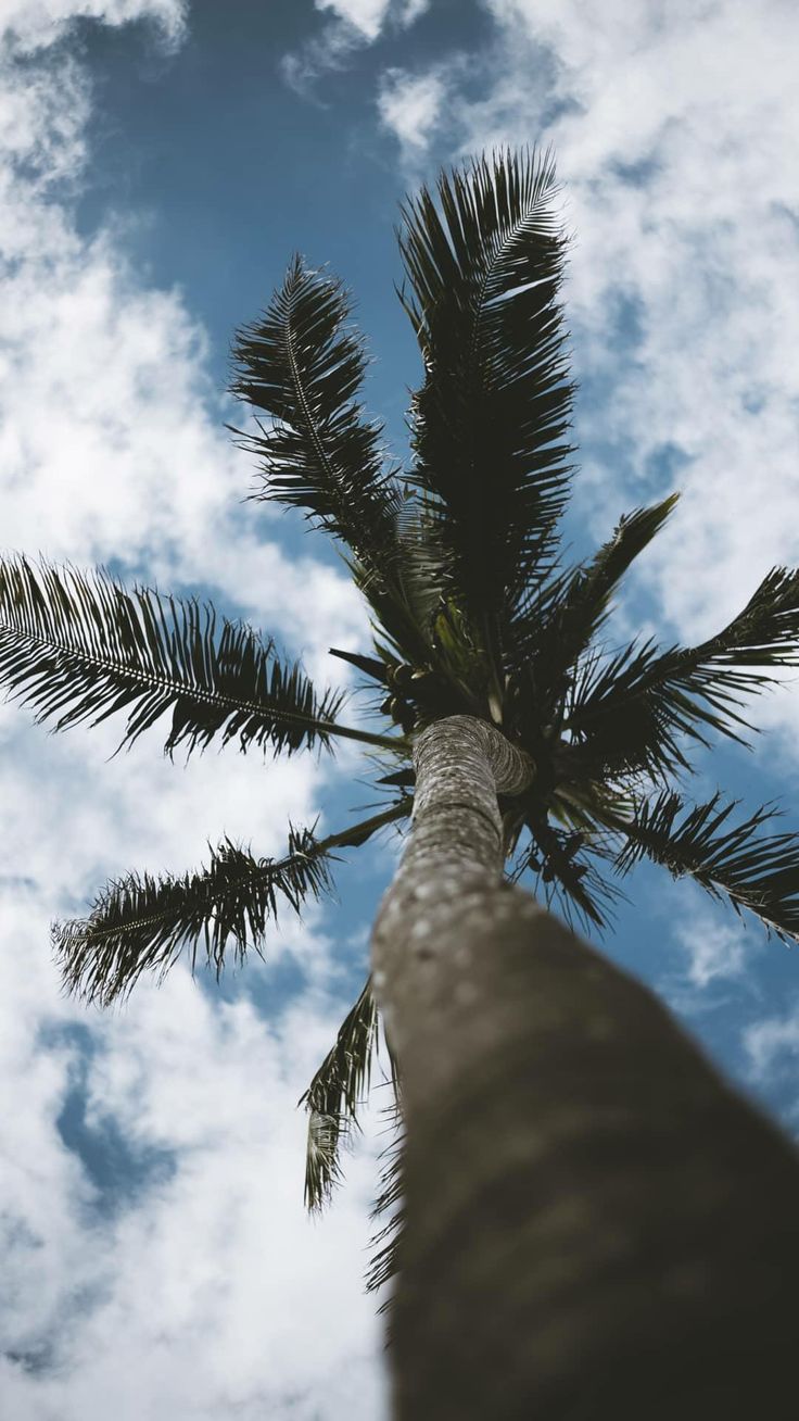Palm Tree Wallpaper For Phone. Tree