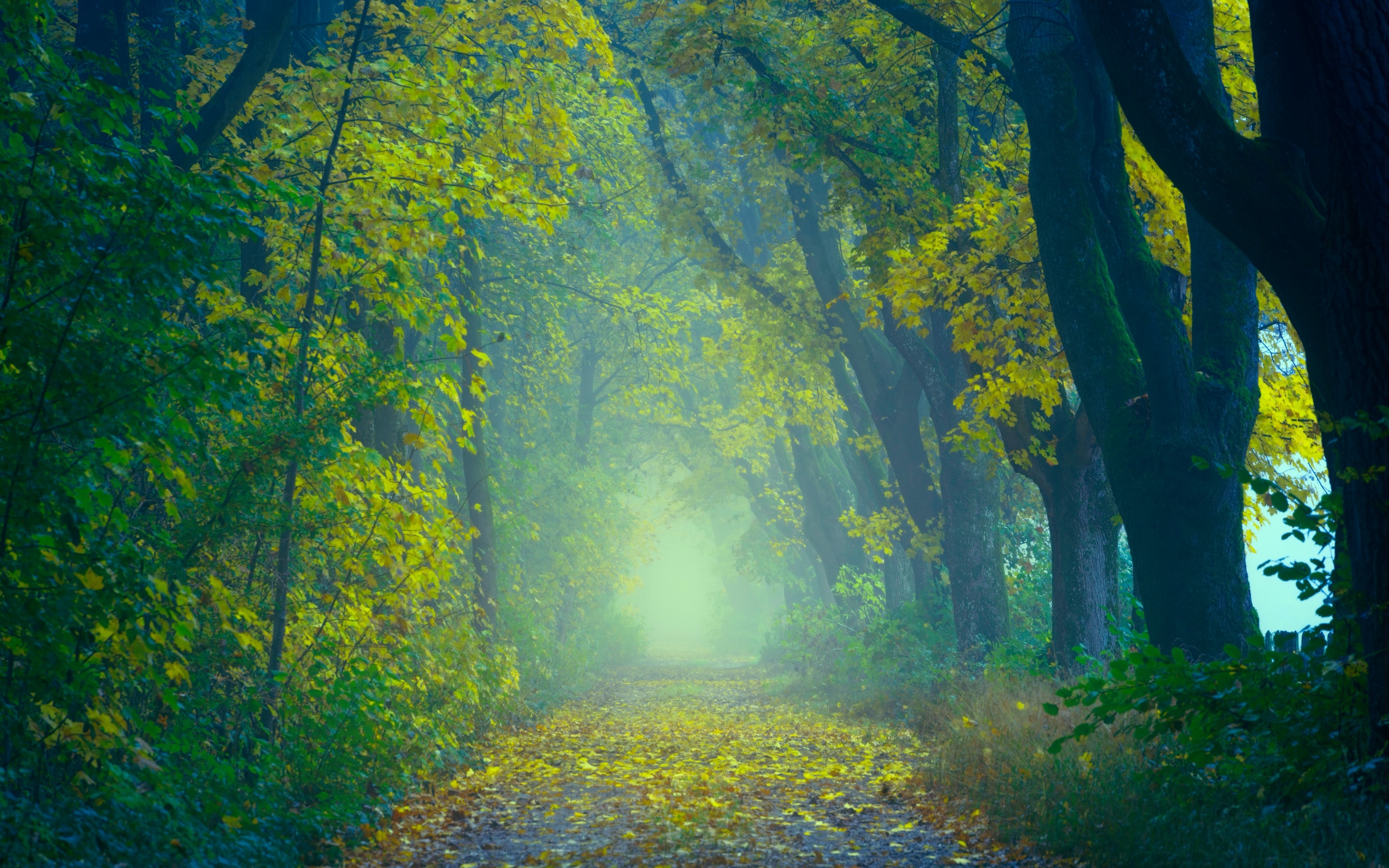 Spring Wallpaper 4K, Forest, Path