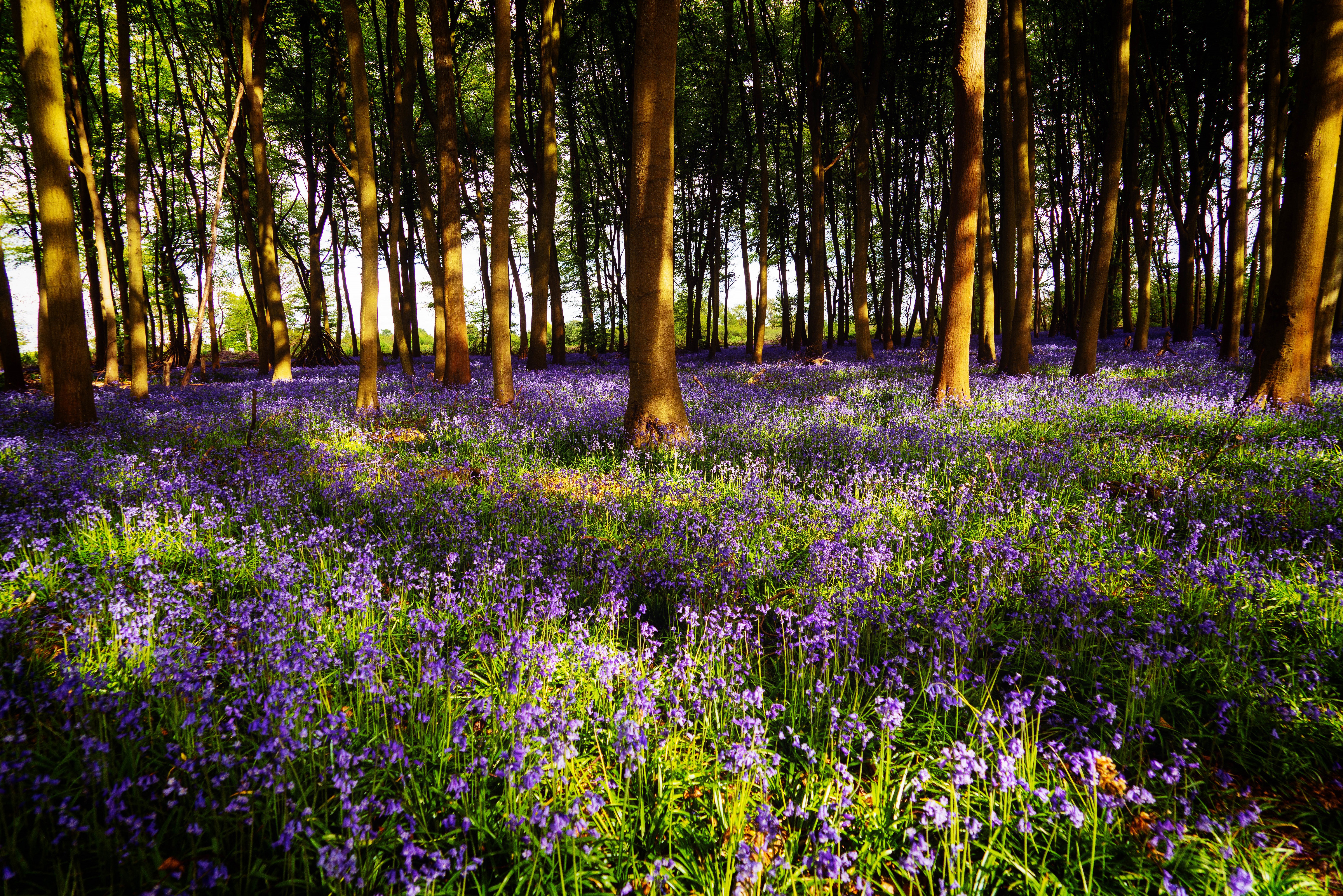 Download Flower Meadow Forest