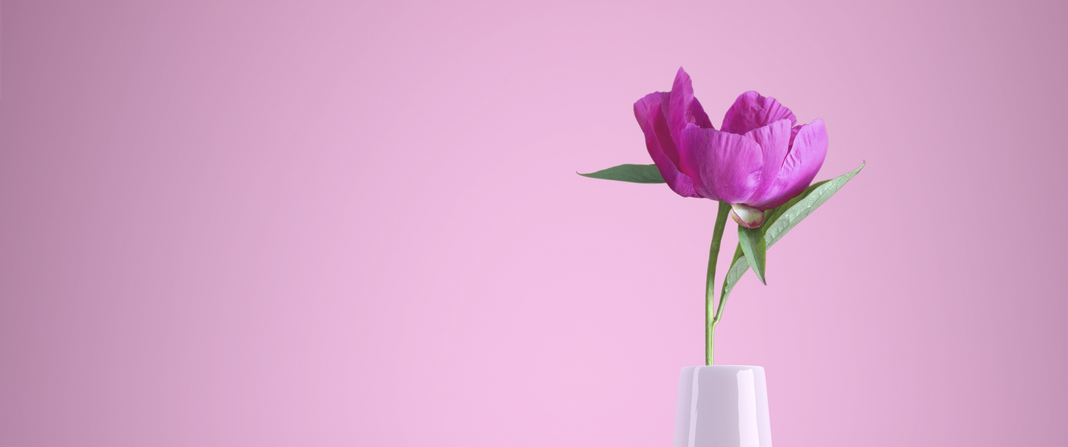Pink flower Wallpaper 4K, Flower vase