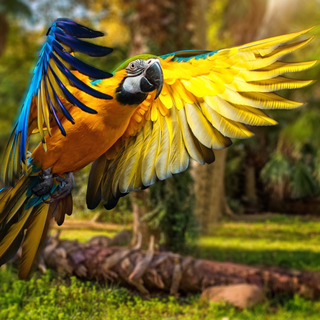Blue And Yellow Macaw Pfp
