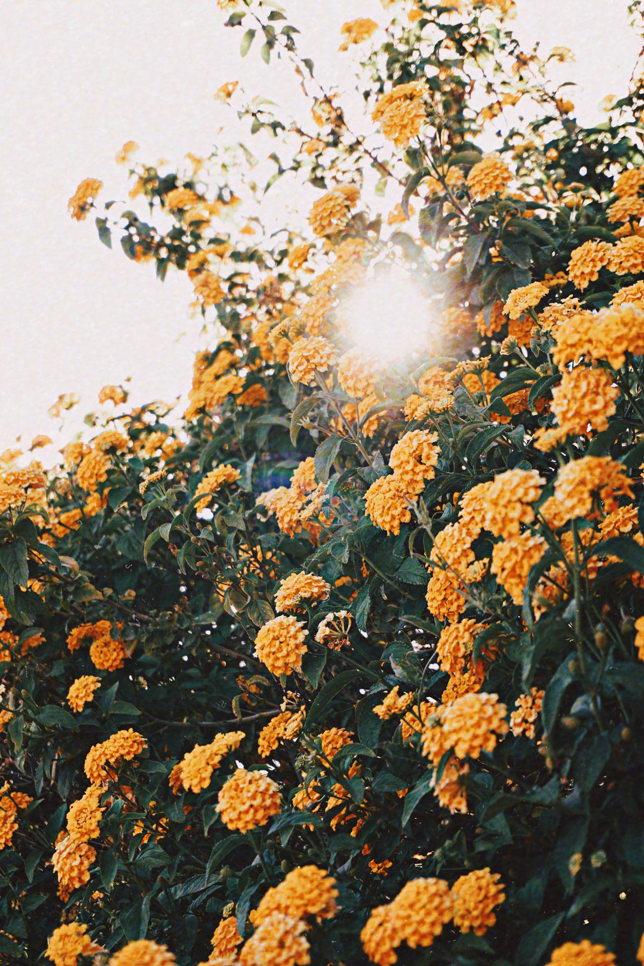 Download free Yellow Flowers Vsco Cover