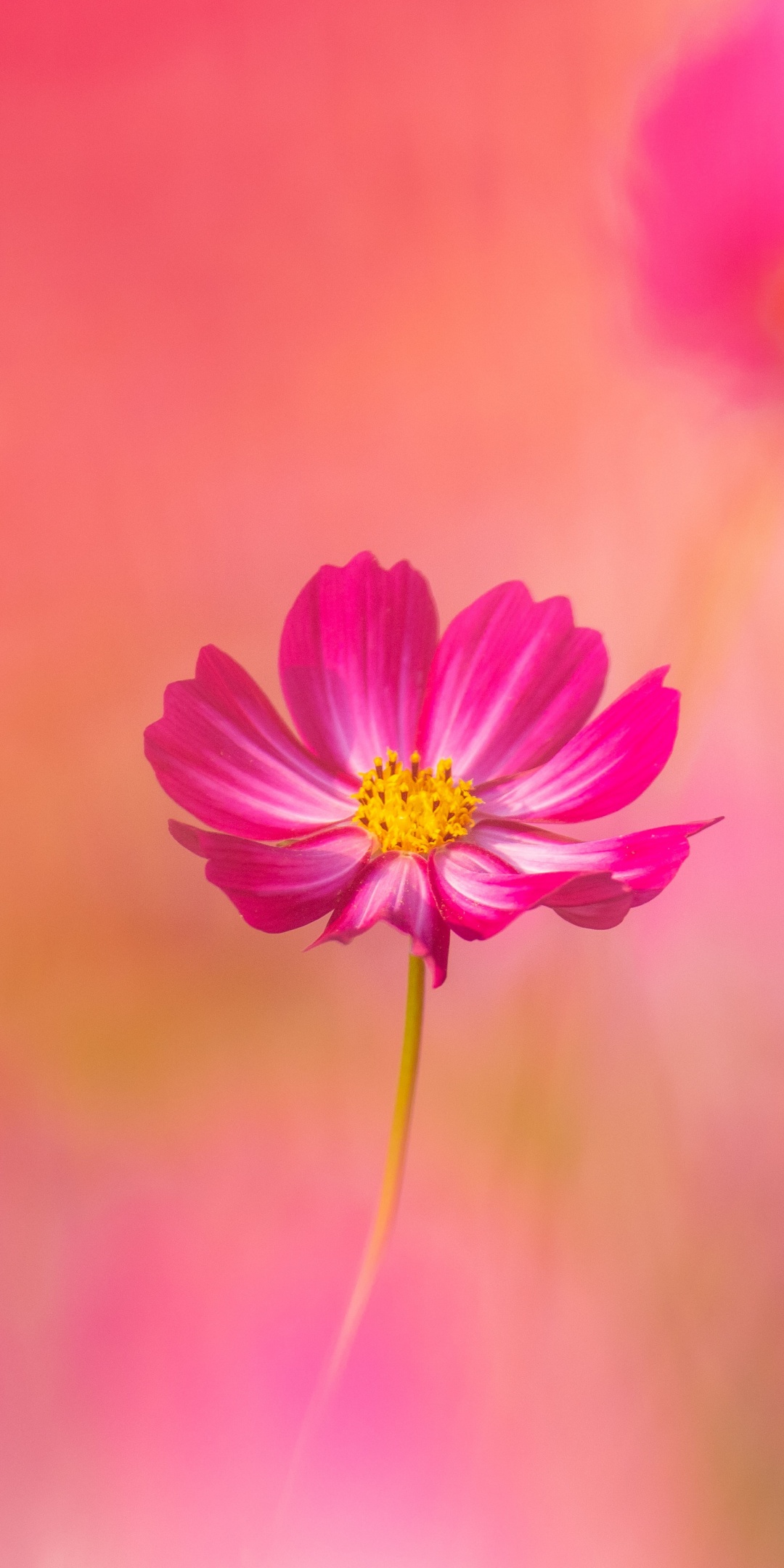 Cosmos flowers Wallpaper 4K, Pink