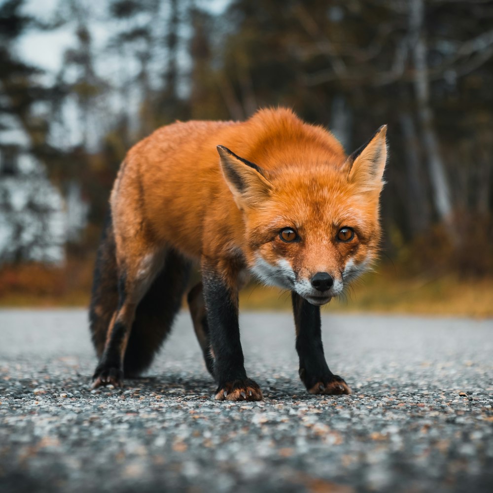 Fox Wallpaper: Free HD Download