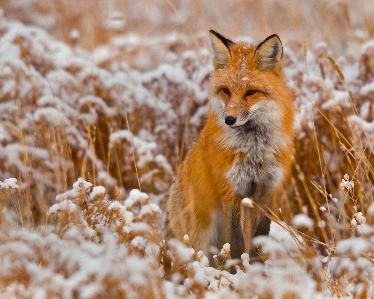 Best Red Fox HD Wallpaper FULL HD