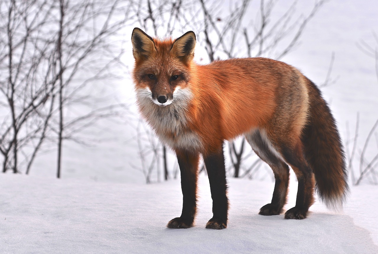 of the Best Fox Picture & Image in HD