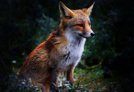 Beautiful Fox & Animals