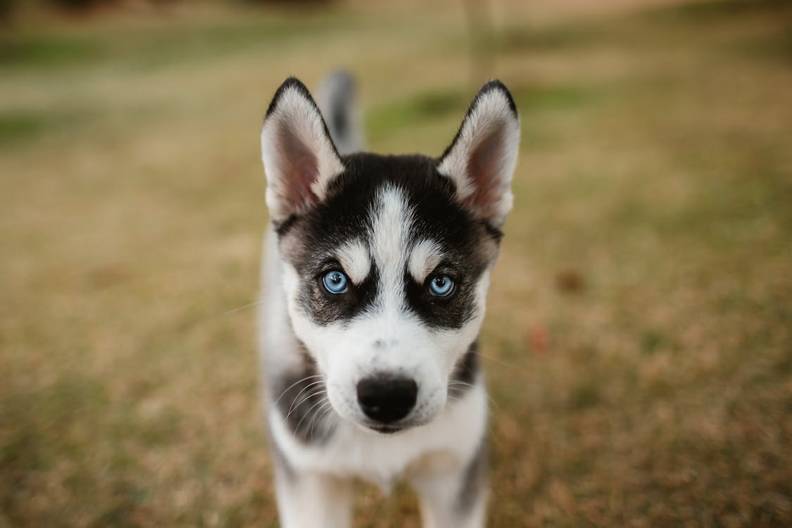 Husky Mix Color