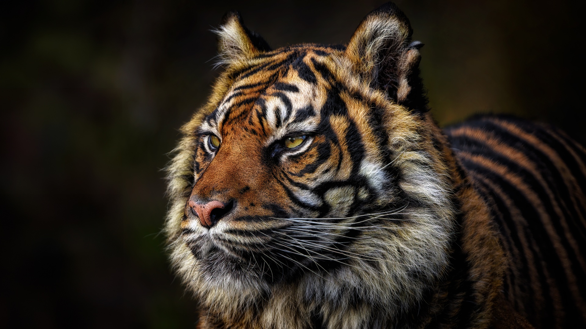 Tiger face Wallpaper 4K, Majestic, Wild
