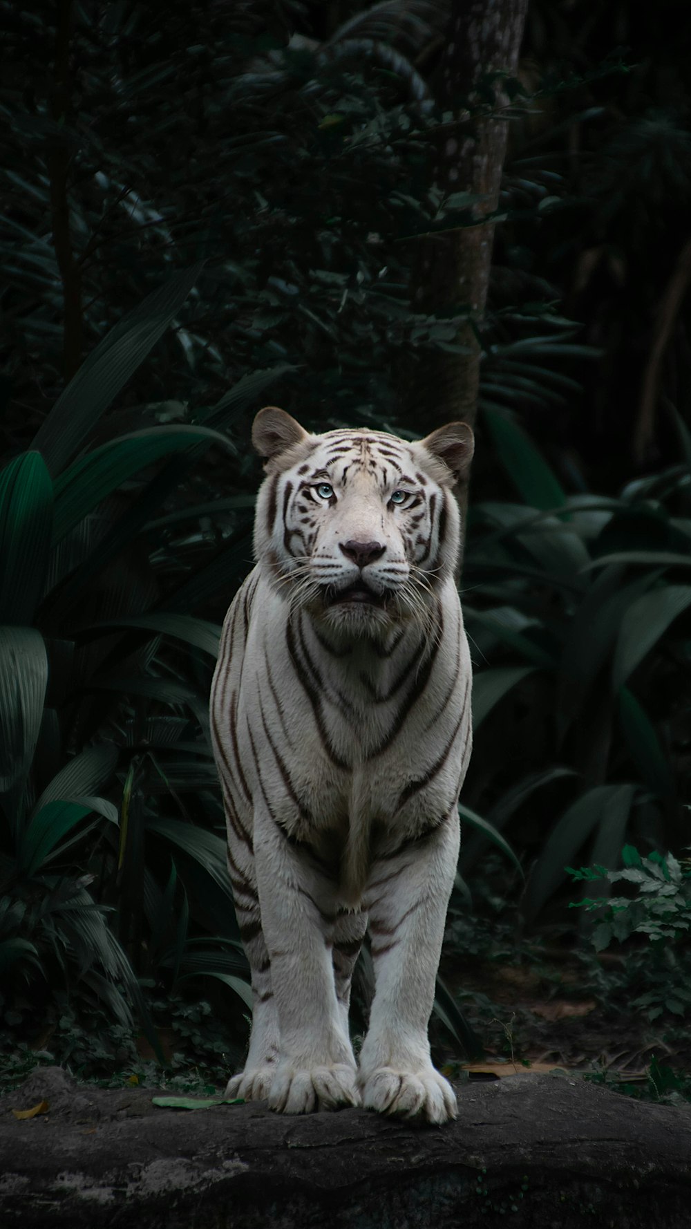 Tiger Picture. Download Free Image