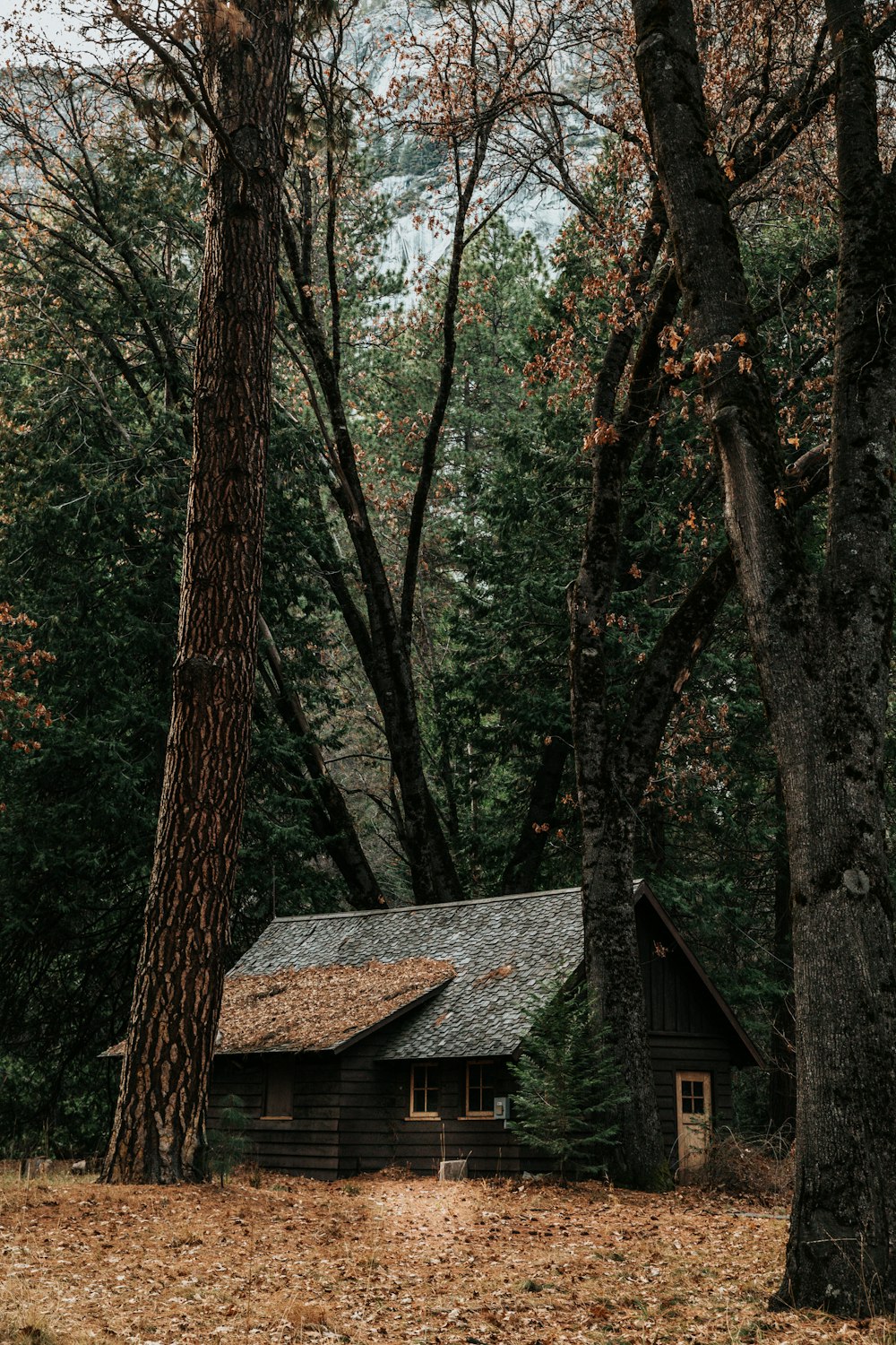 Cabin In Woods Picture