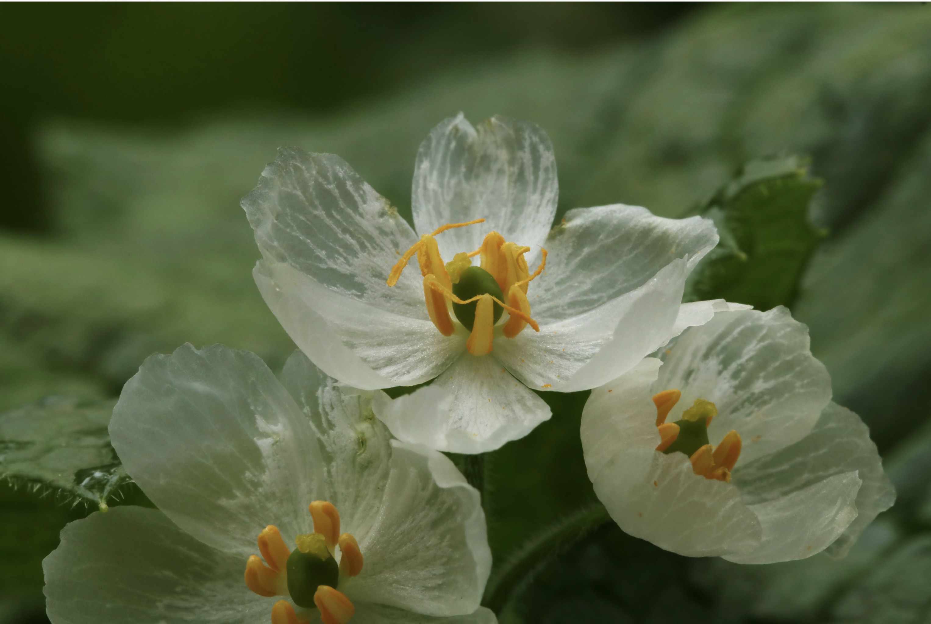 How to Grow and Care for Skeleton Flower