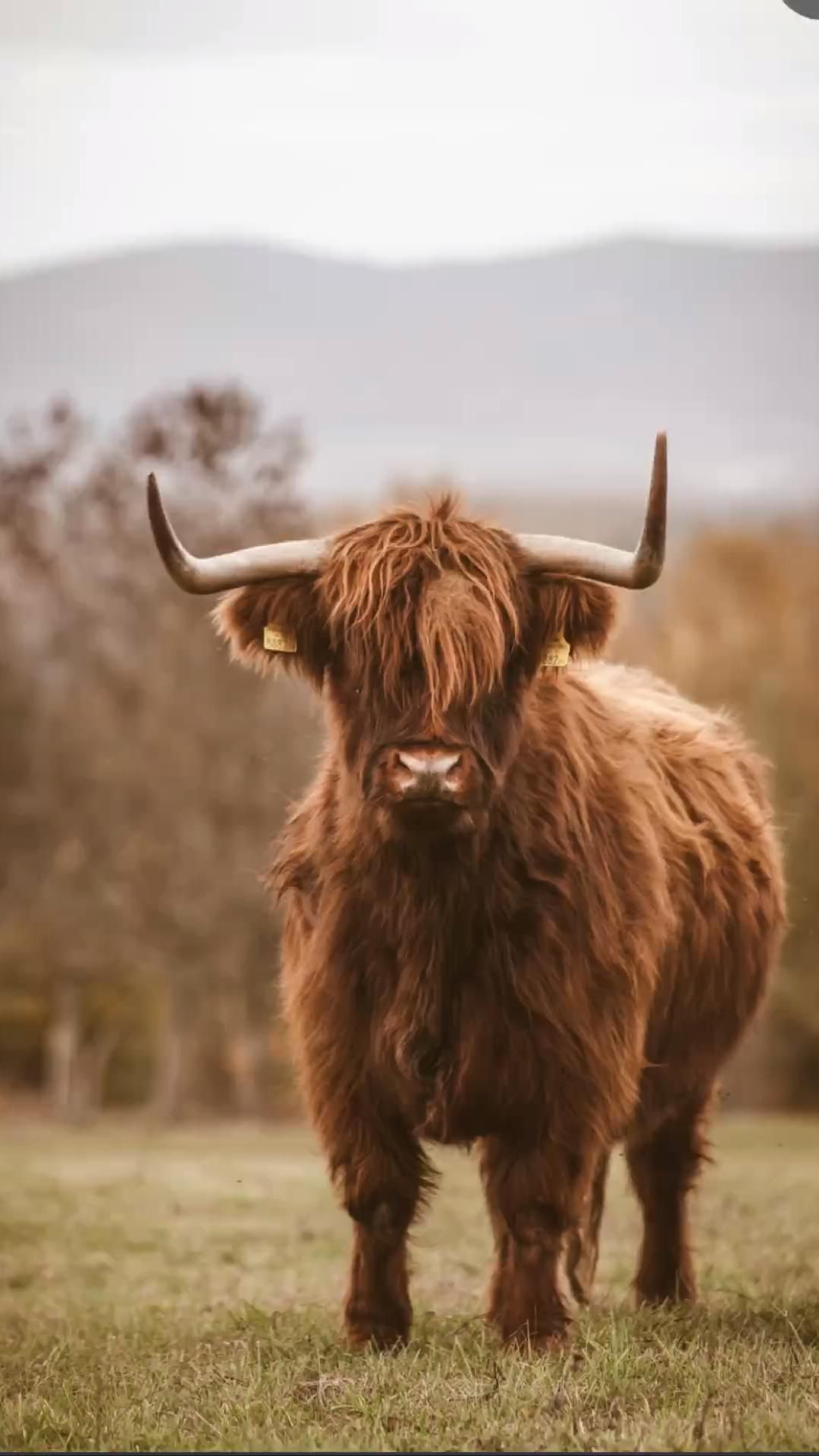 Cow wallpaper, Cow picture, Fluffy cows