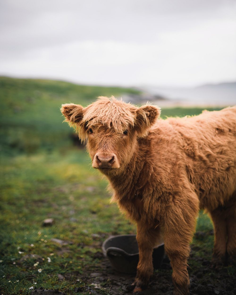Fluffy Cow Image. Free Photo, PNG