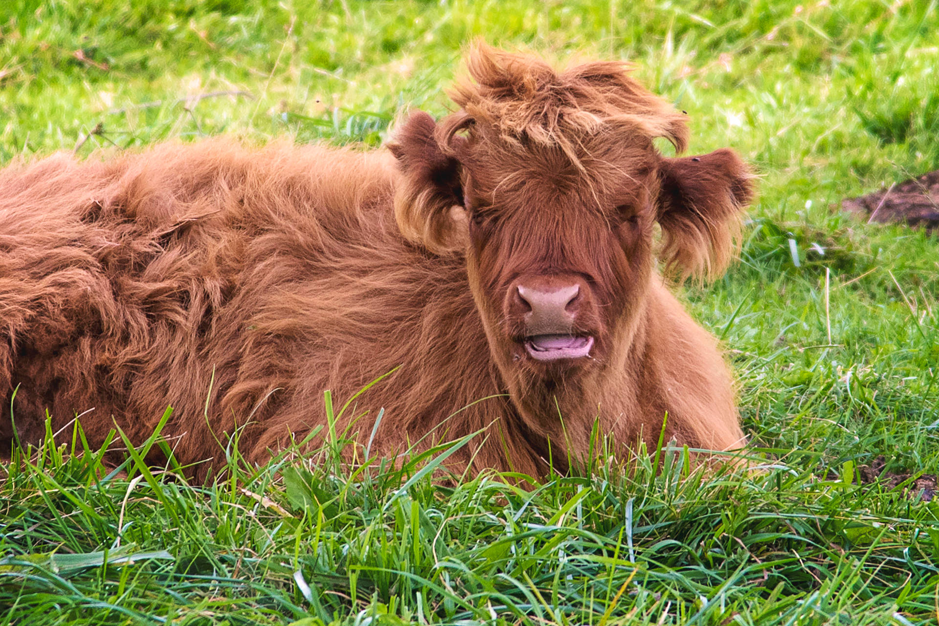 Download Cute Fluffy Cow Lying Down On