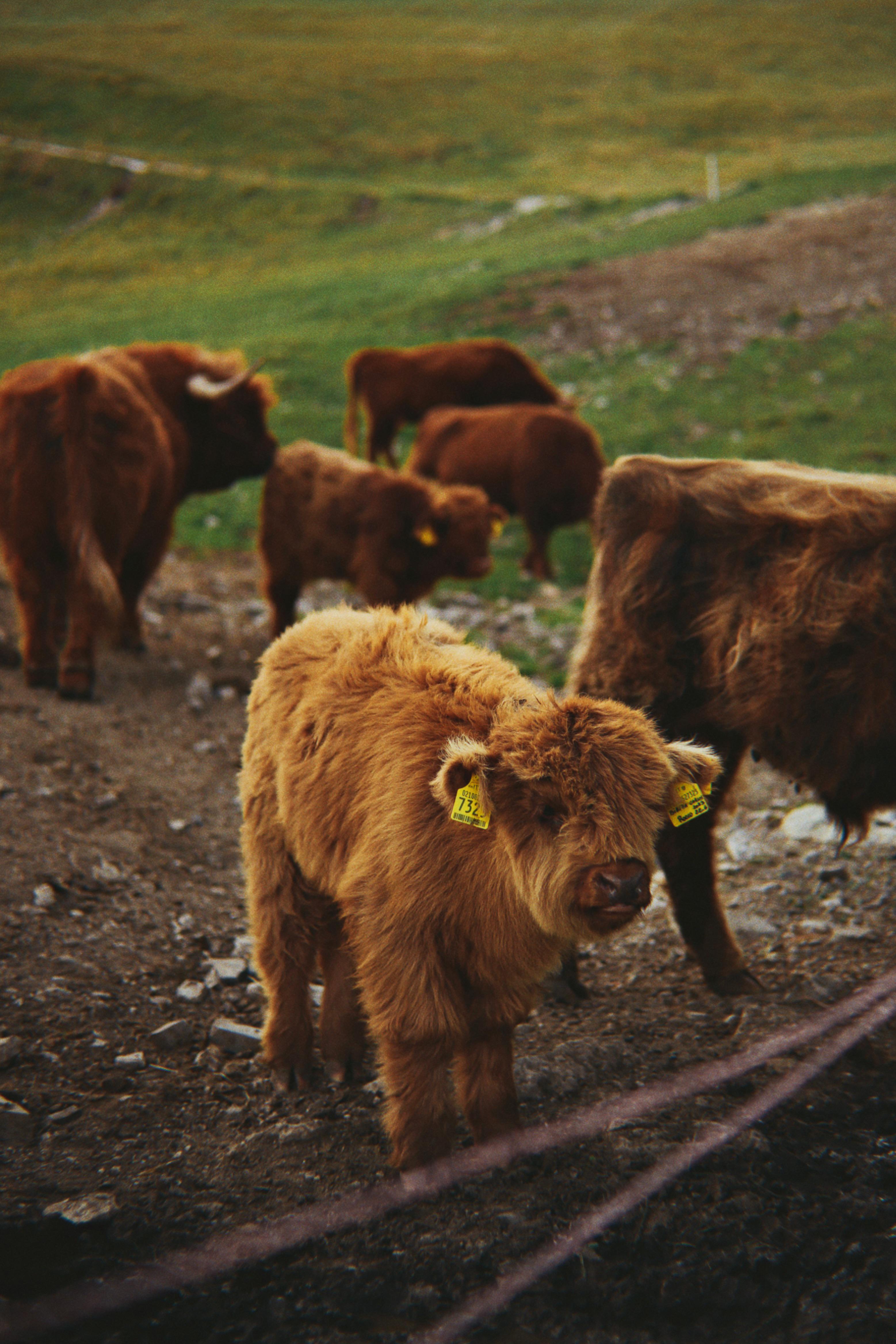 ITAP of a fluffy cow