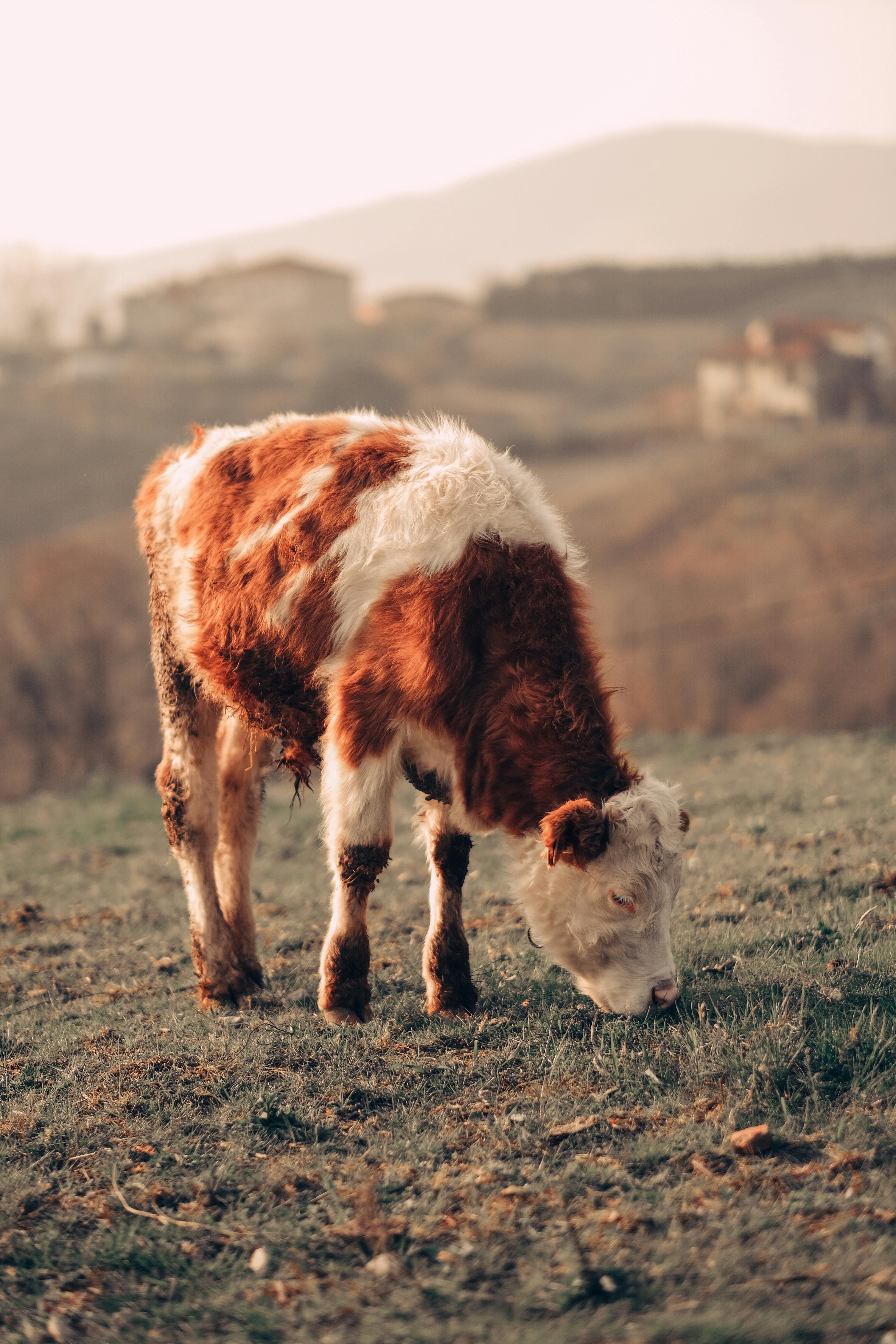Portrait of Cow on Farm · Free