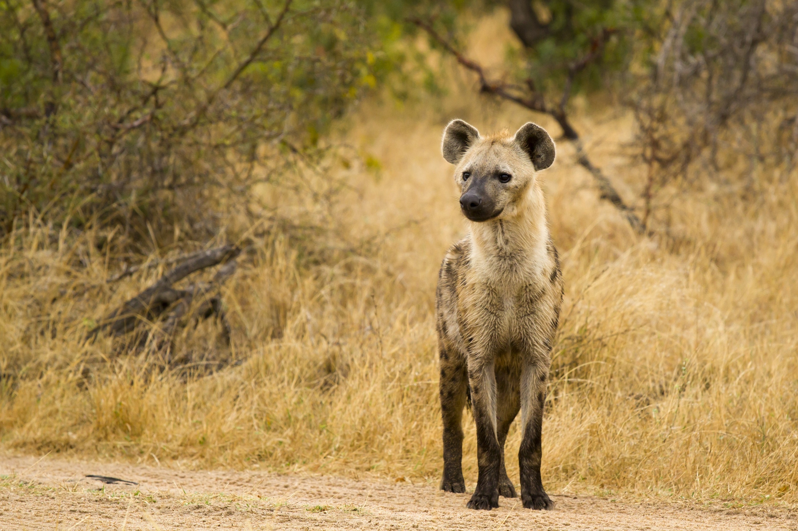 Download Animal Spotted Hyena HD Wallpaper