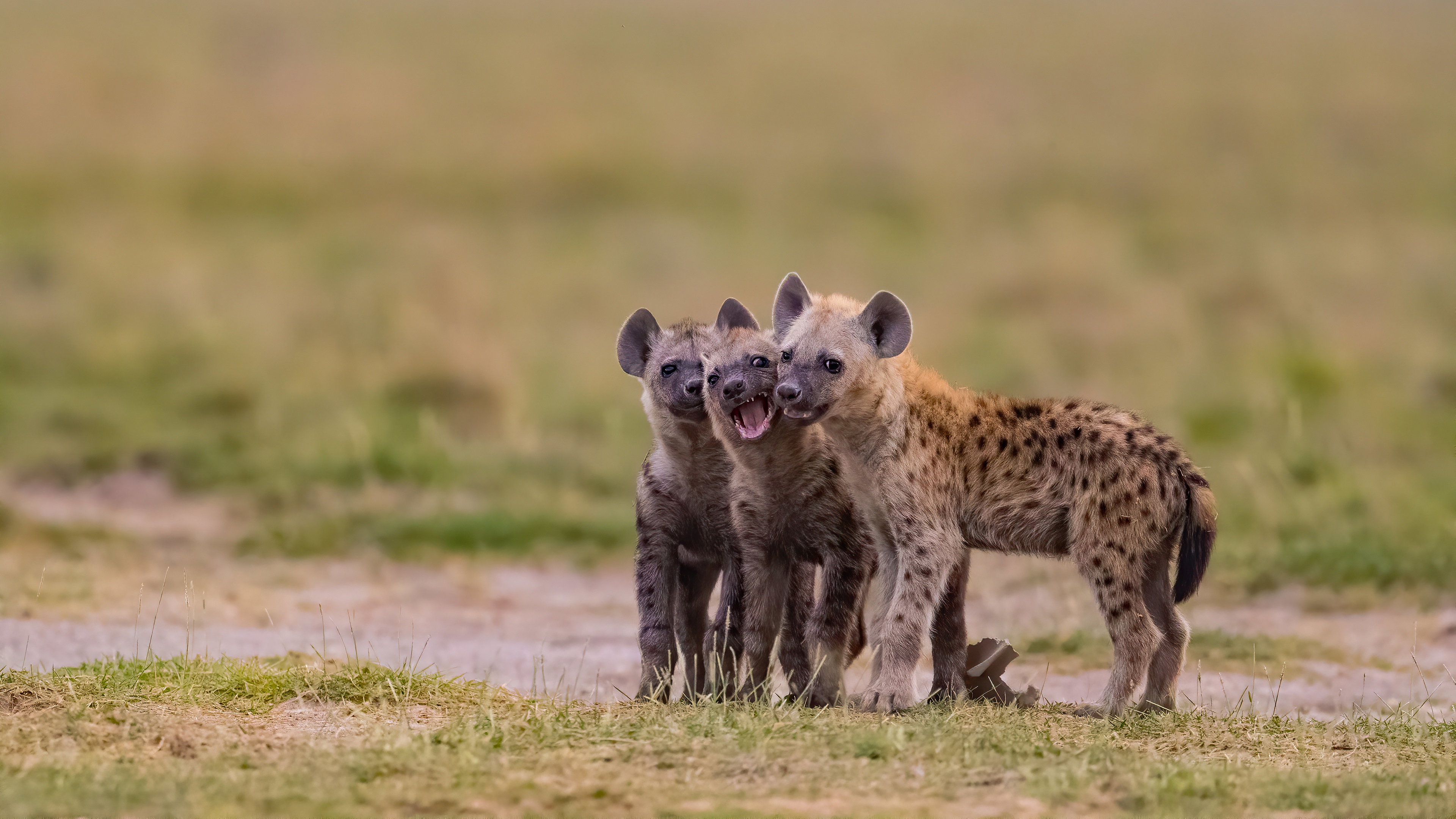 Baby Animal Cub Animal Spotted Hyena 4k