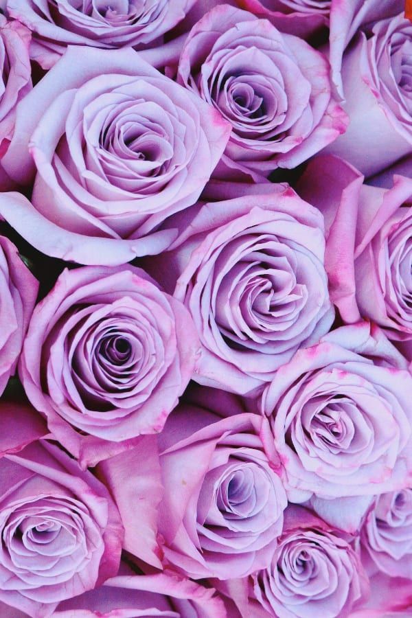 Rose Aesthetic Wallpaper