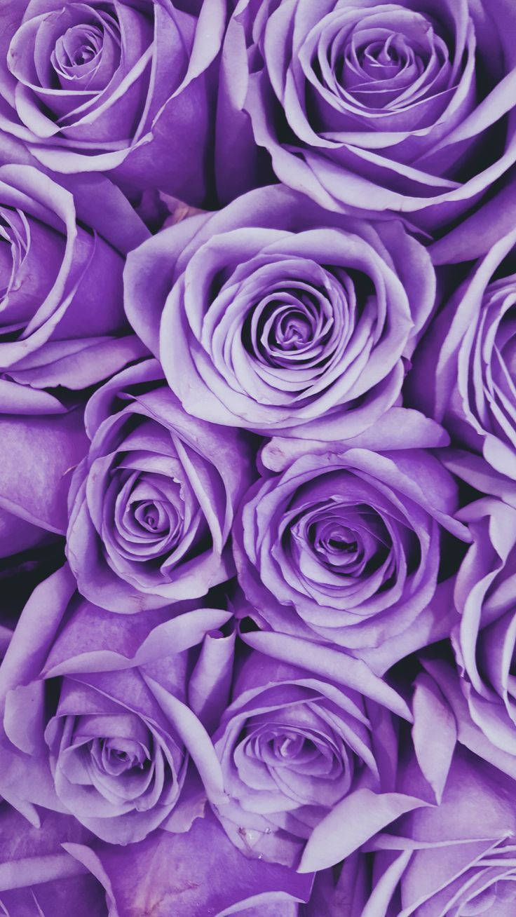 Roses Neon Purple iPhone Wallpaper