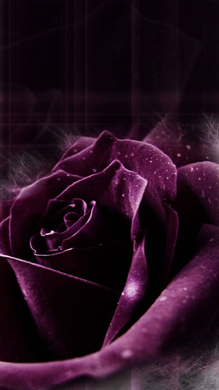 Beautiful Purple Rose iPhone Wallpaper
