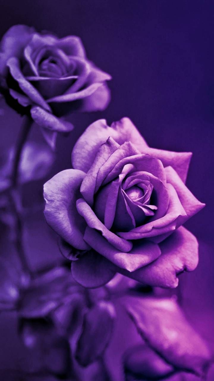 Purple Roses wallpaper