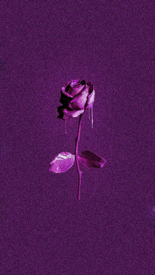 Purple Rose Wallpaper
