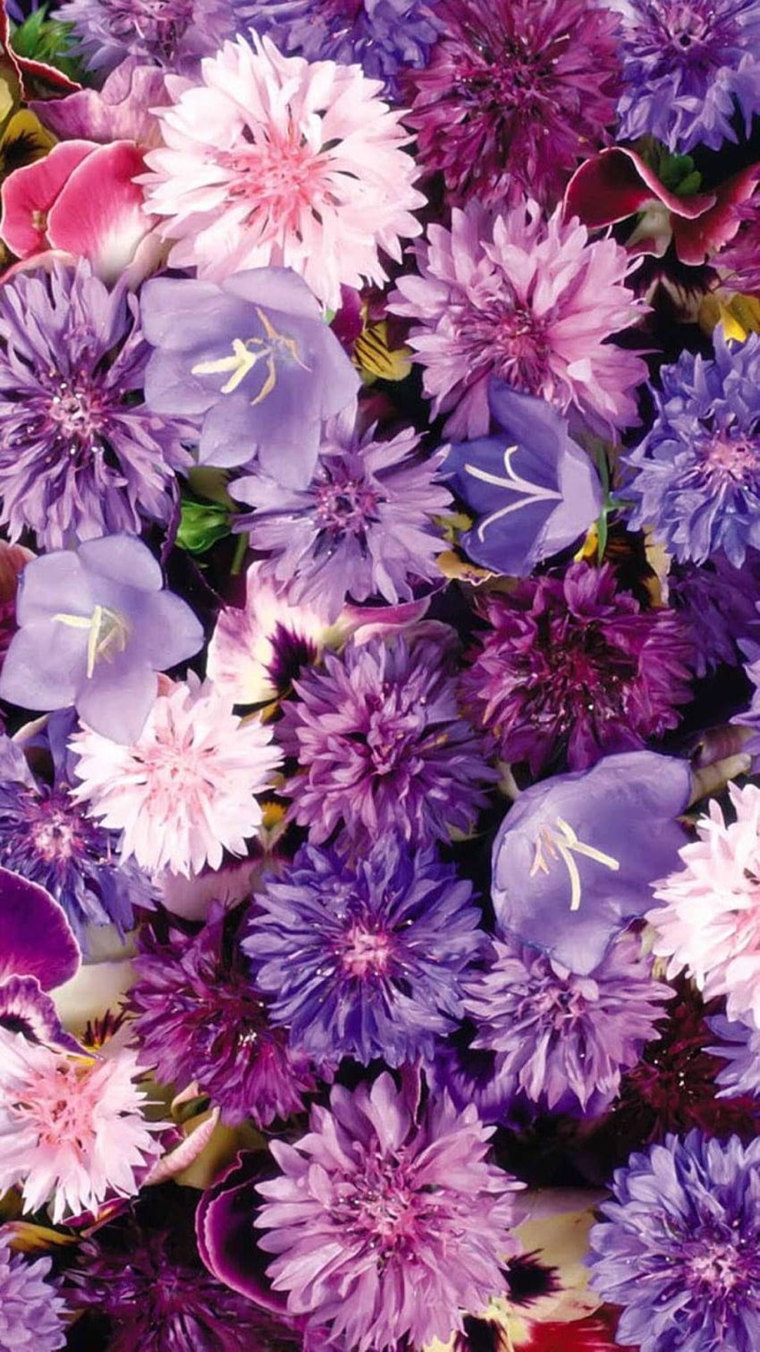 Purple Flower iPhone Wallpaper