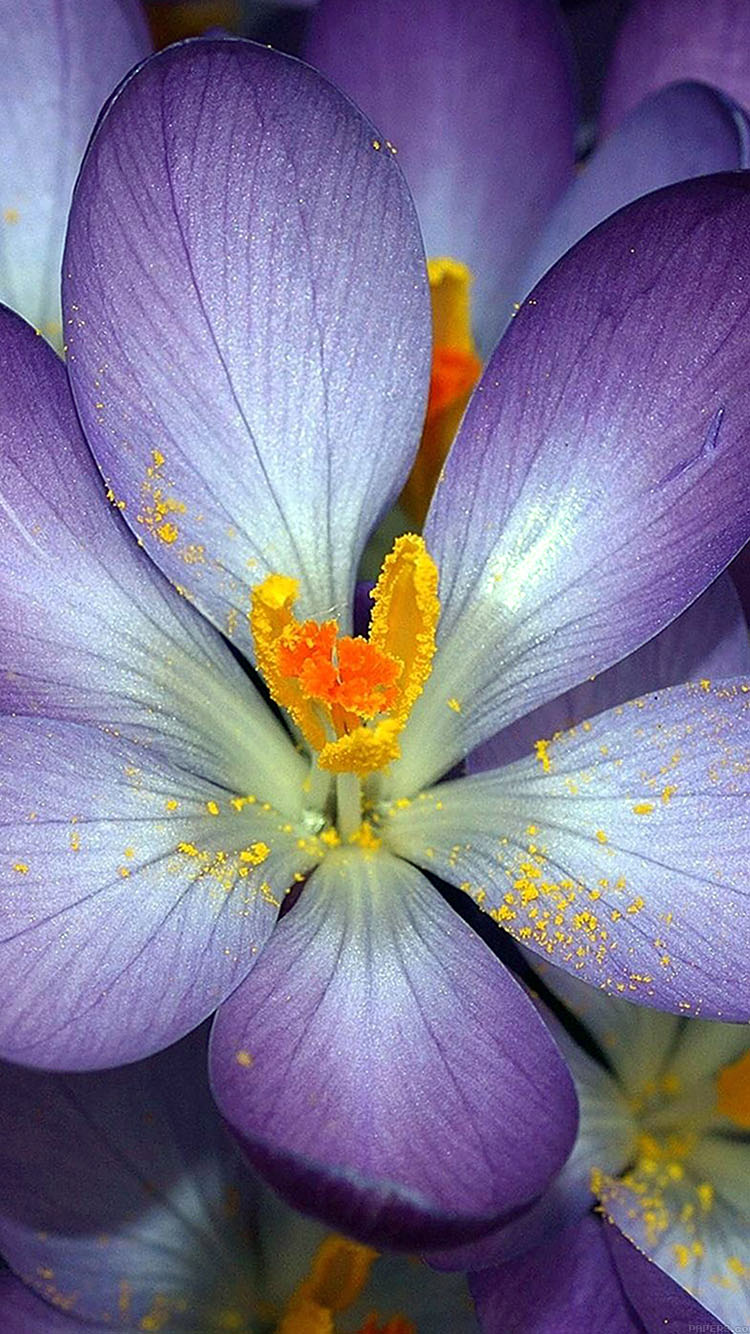 Wallpaper Autumn Purple Flower