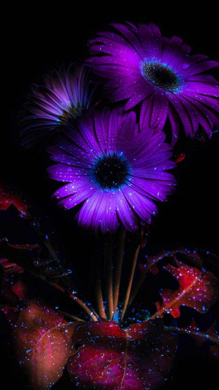 Purple Flowers Wallpaper 4K, Glowing, AMOLED, 8K