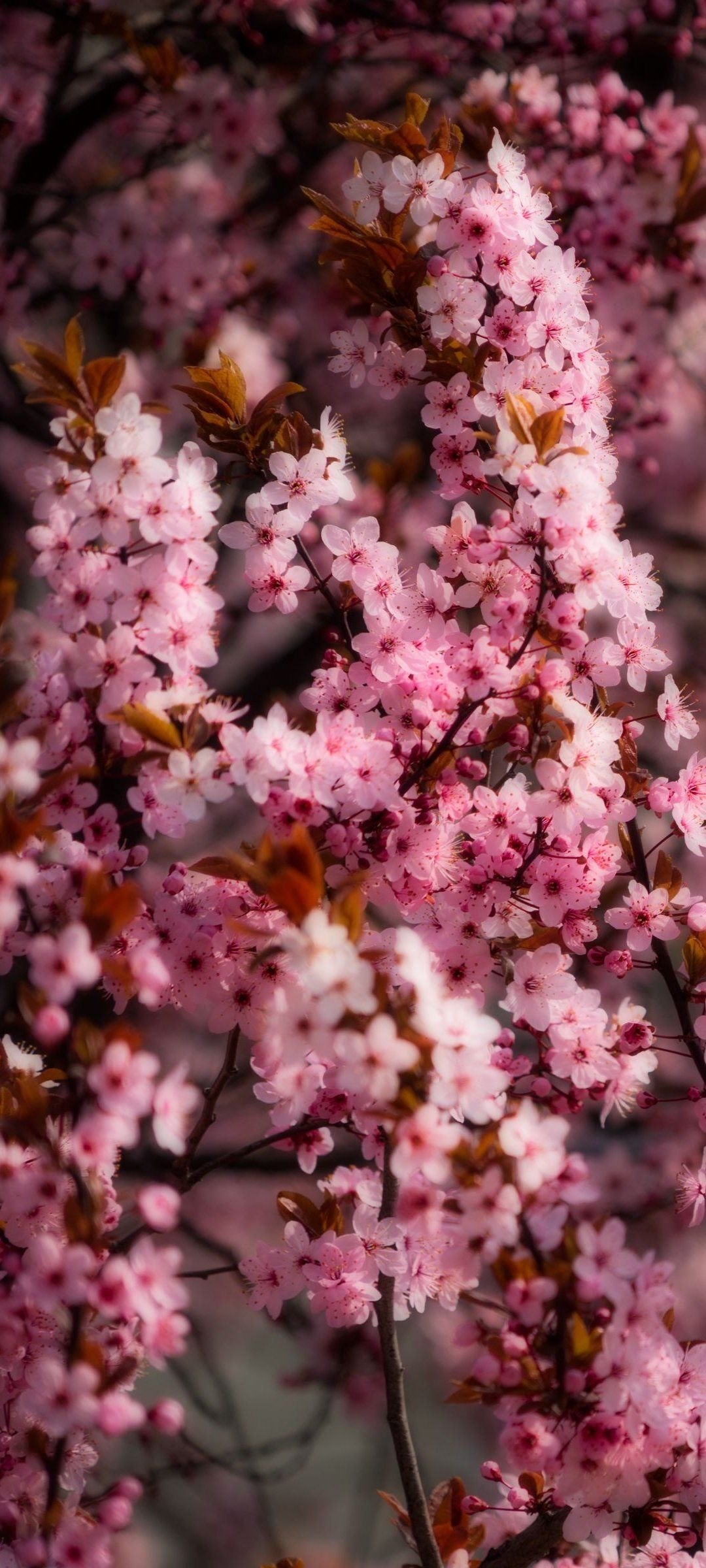 Cute pink spring flowers Wallpaper