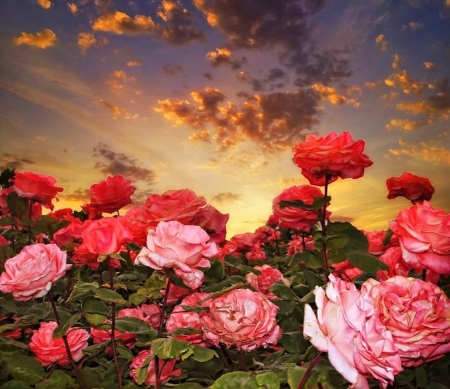 Background Wallpaper on Desktop Nexus