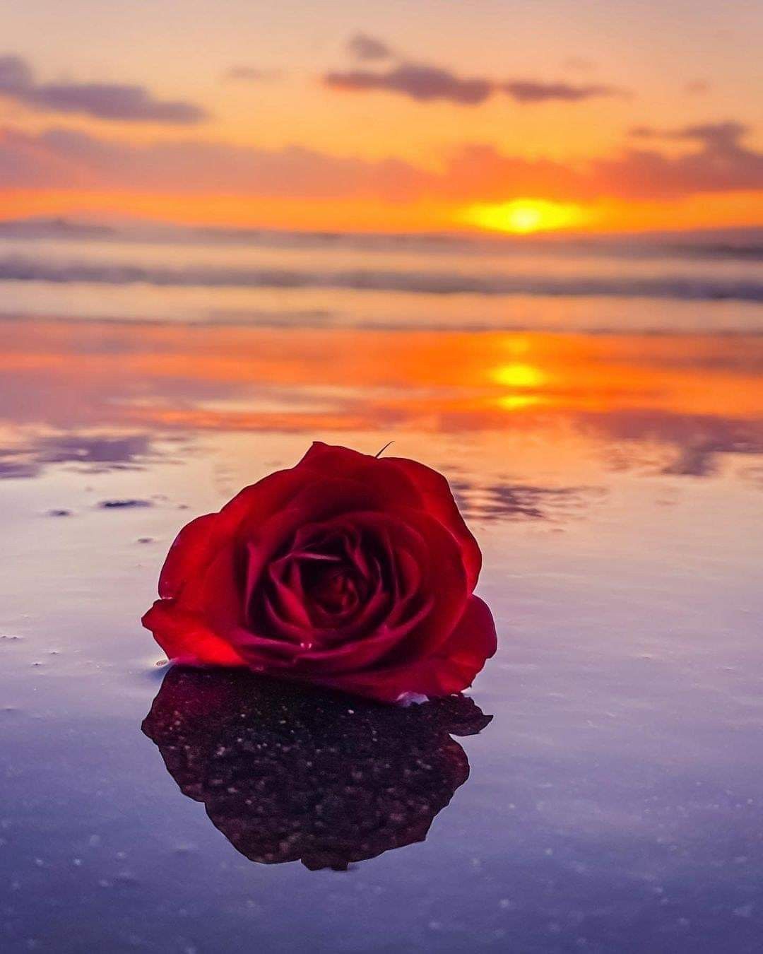 Beautiful Sunset with Flower Background