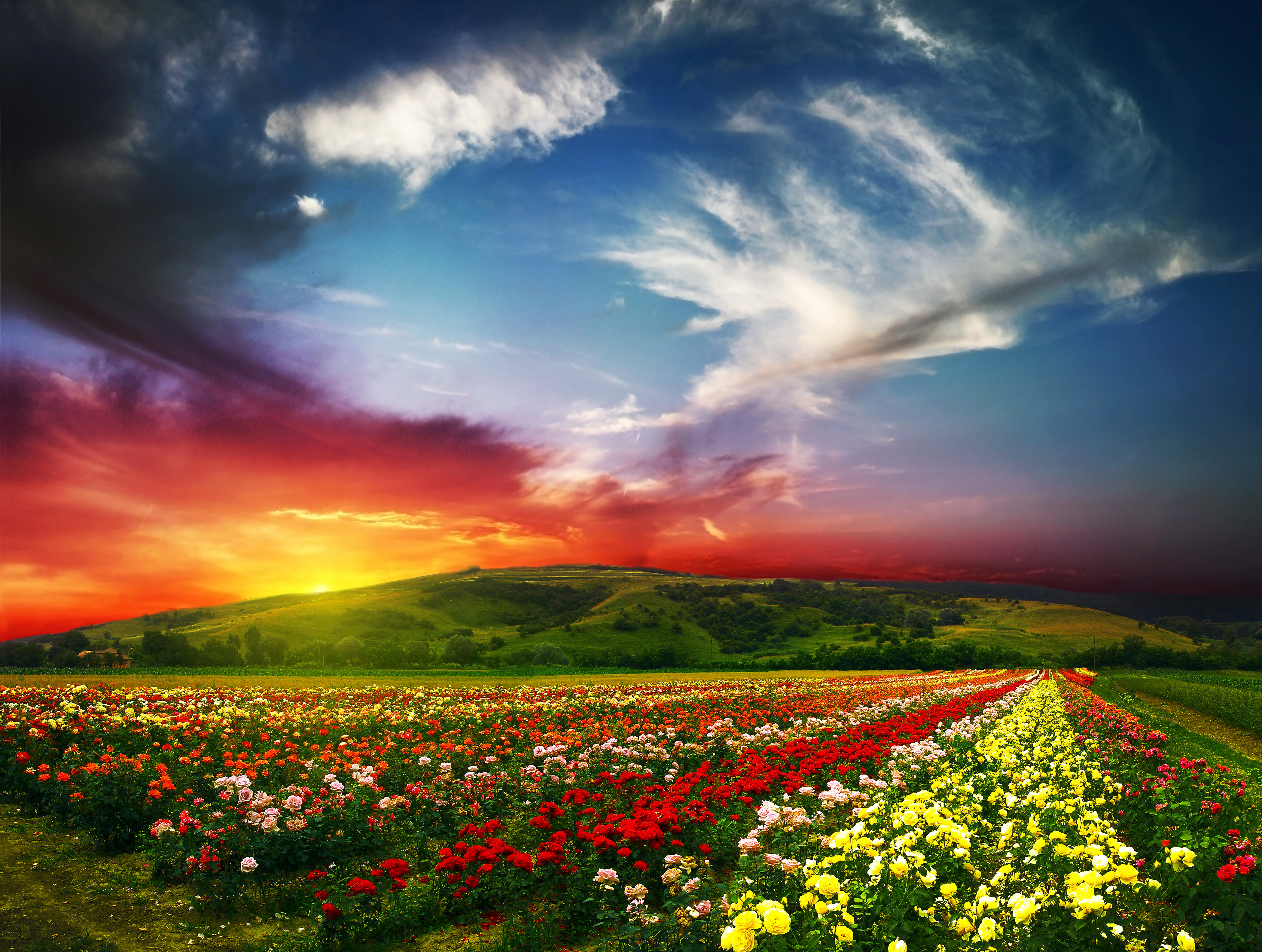 Picture Roses Nature Fields Scenery