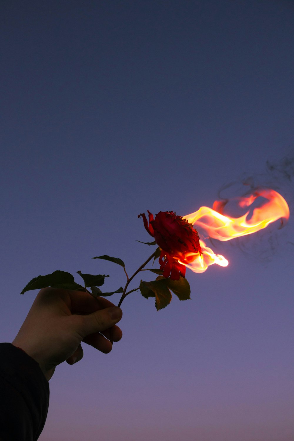 Person holding red flower during sunset