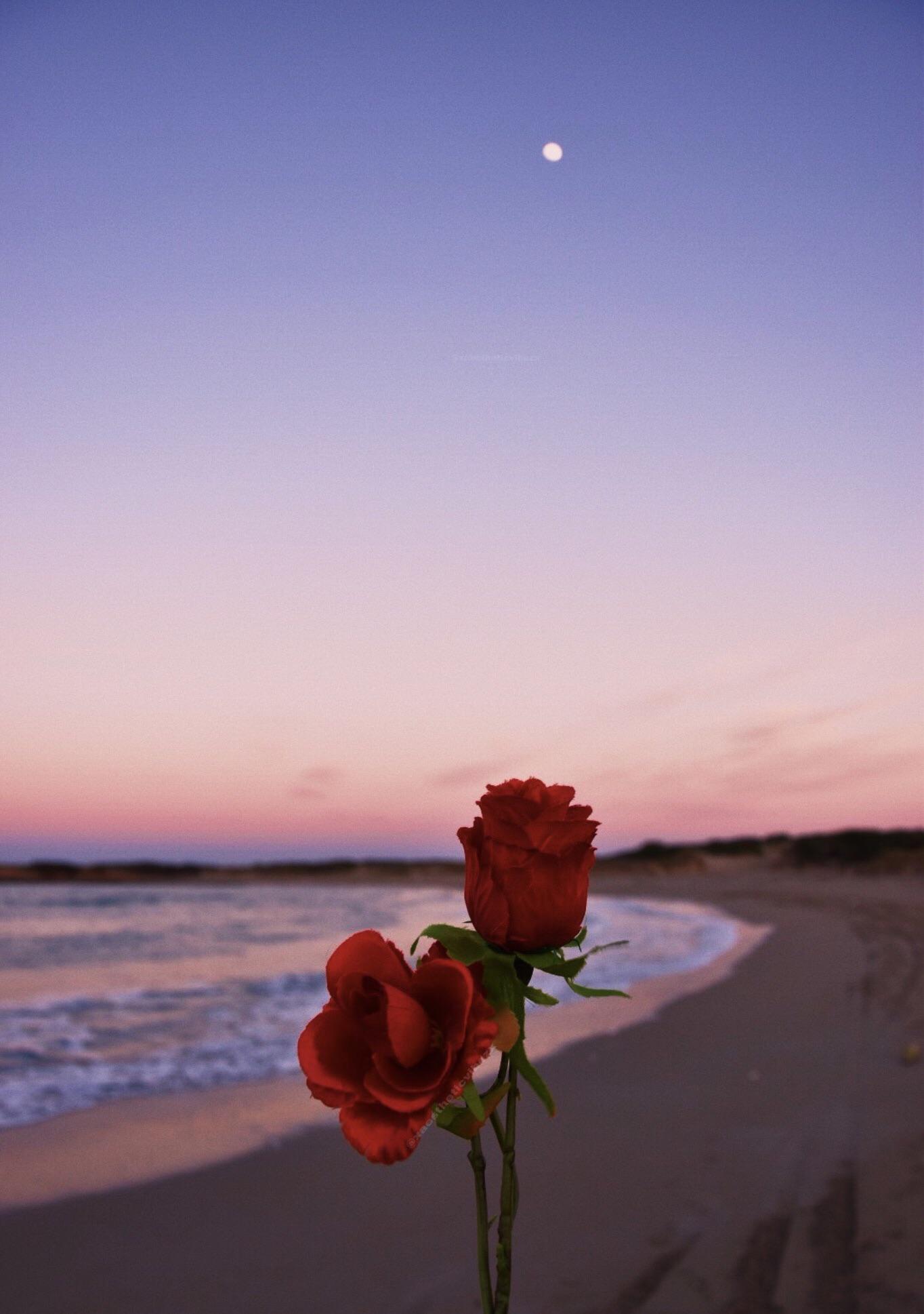 OC The roses and the sunset over
