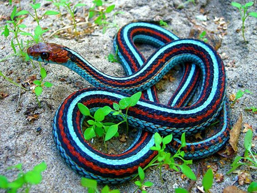 Garter Snake Wallpaper