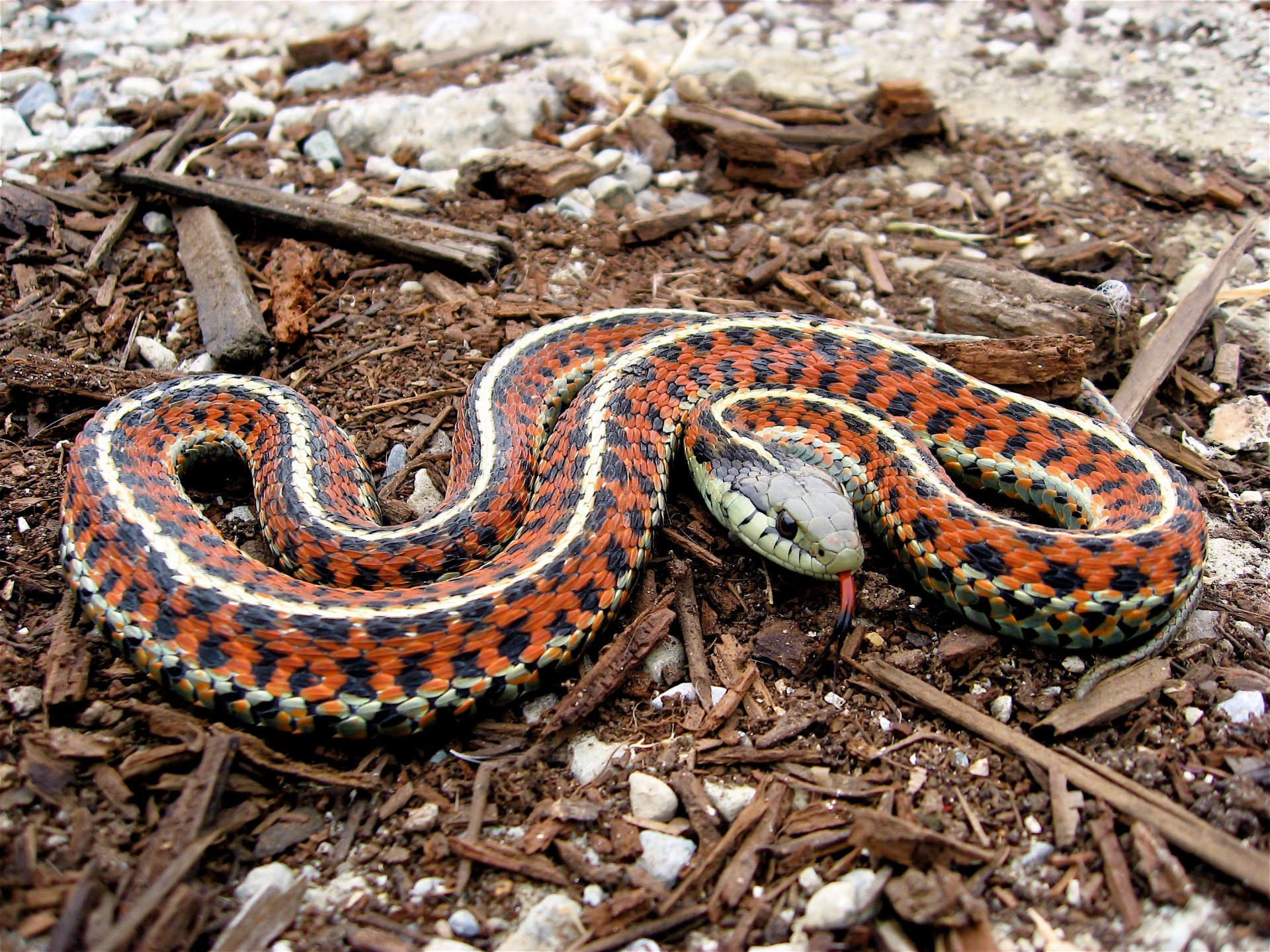 Animal Garter Snake HD Wallpaper