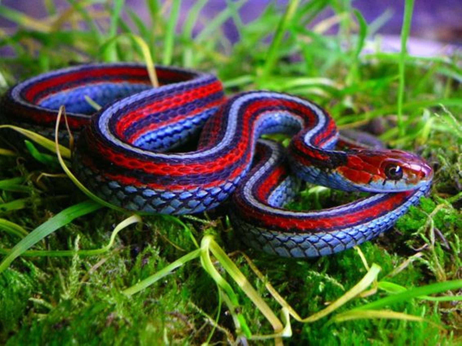 San Francisco Garter Snake Wallpaper