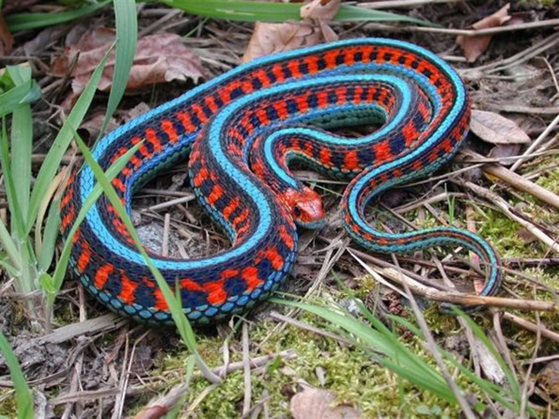 Garter Snake Wallpaper