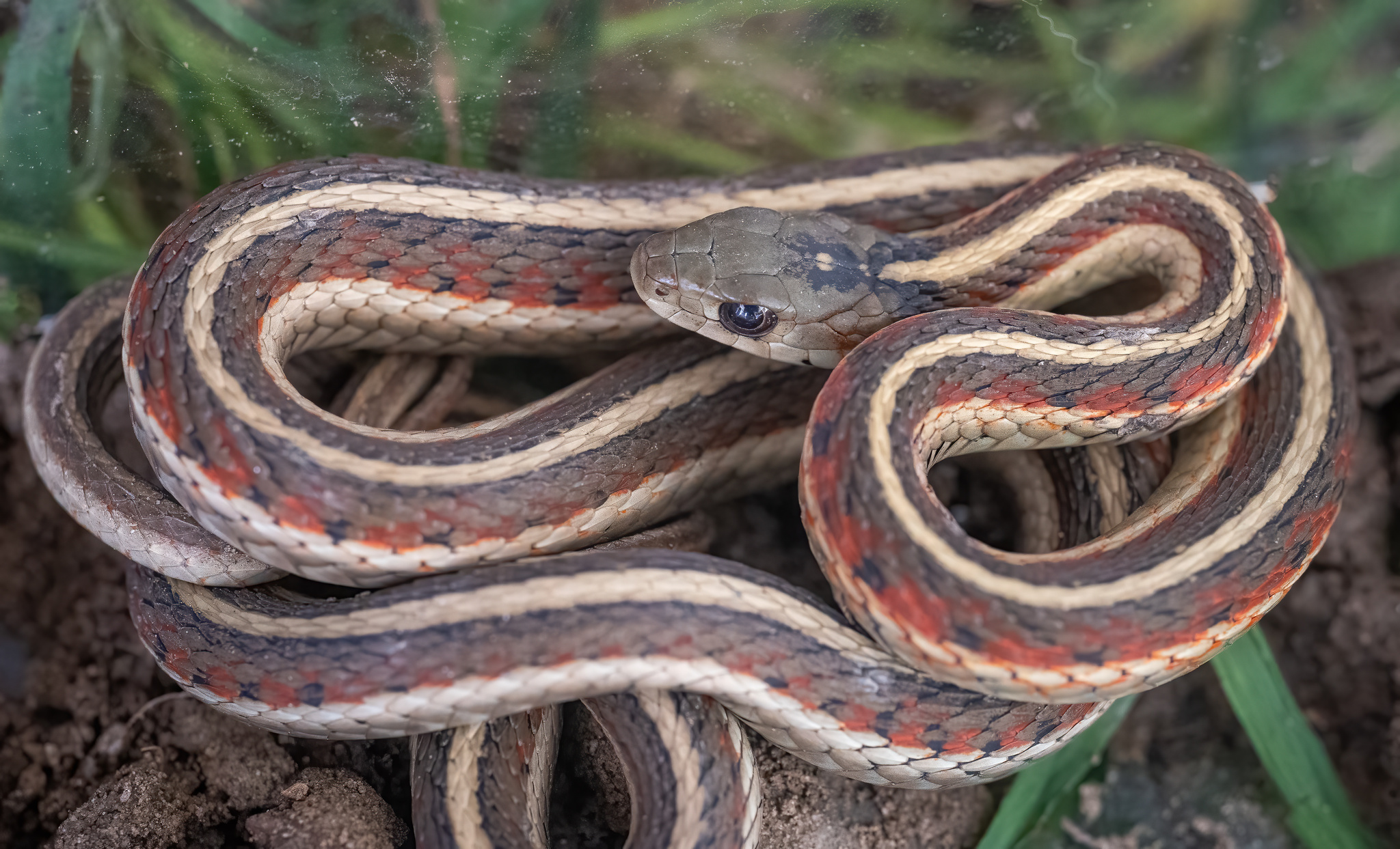 Photos of Common Garter Snake