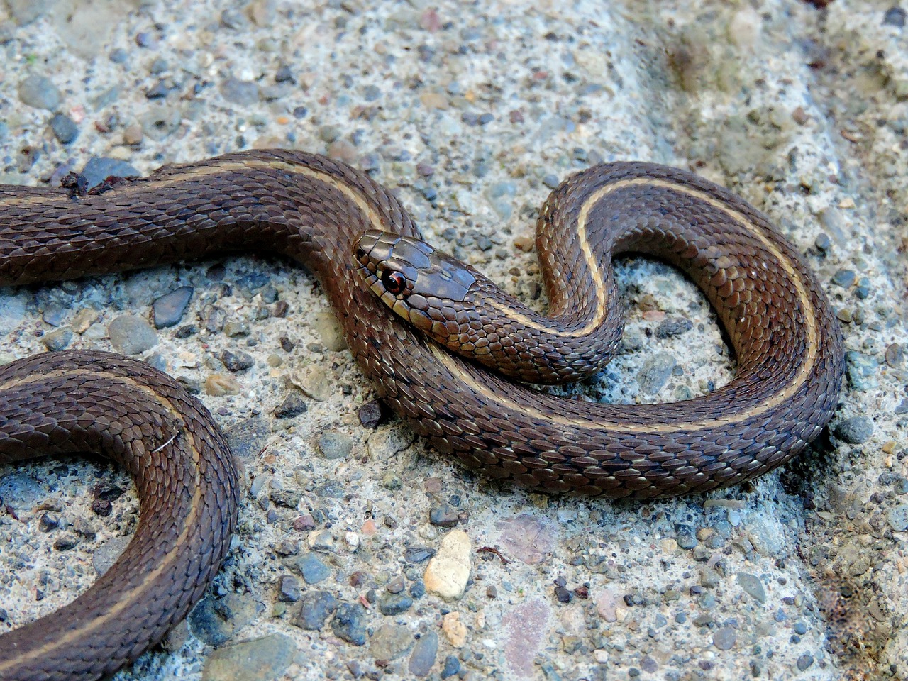 Free Garter Snake & Snake Image