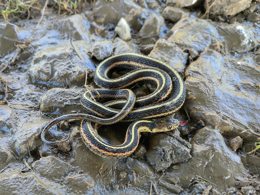 Garter Snake. We spotted this common