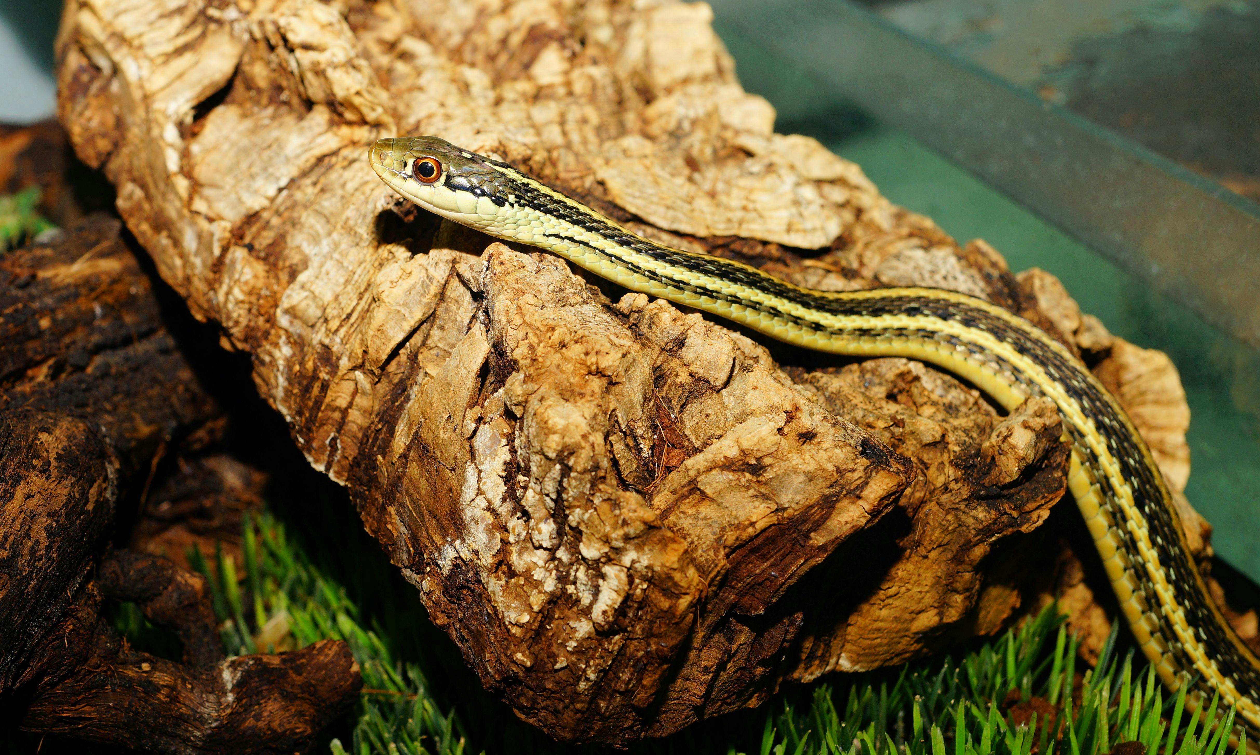 Garter Snake Photo, Download The BEST