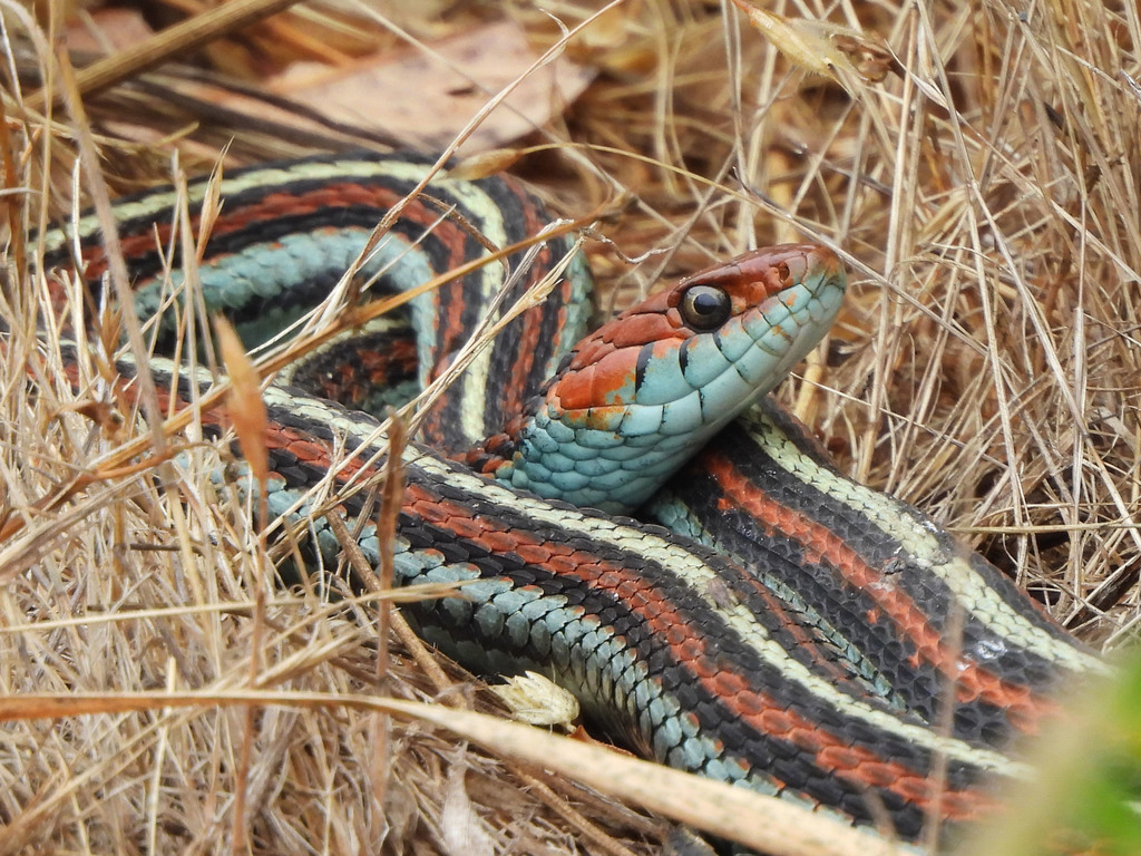 Photos of Common Garter Snake