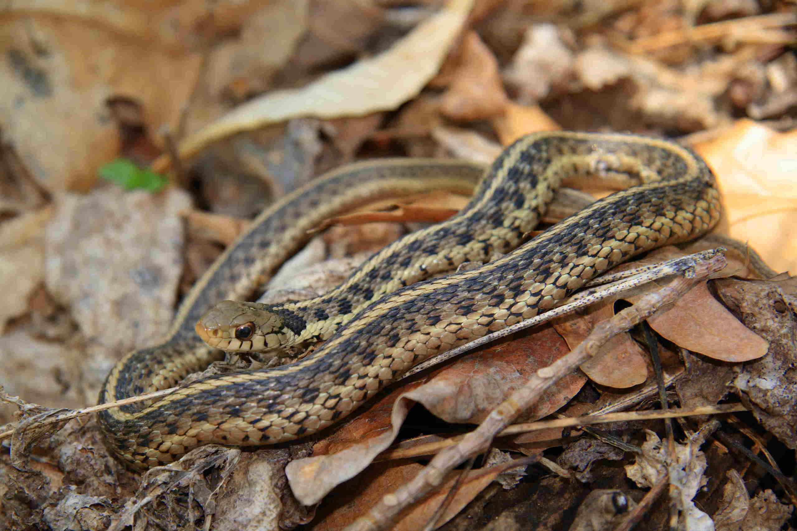 Animal Garter Snake HD Wallpaper