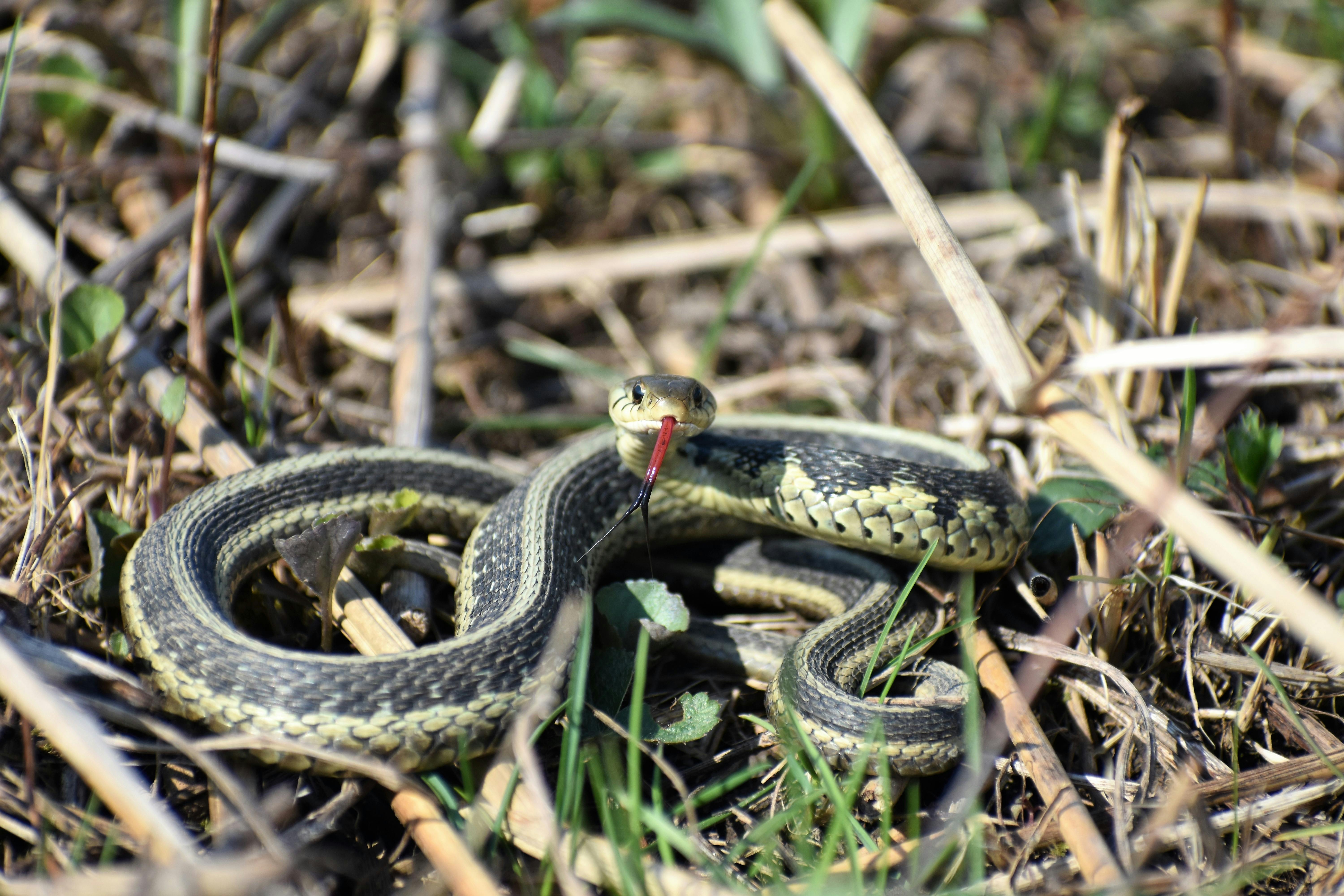 Garter Snake Photo, Download The BEST