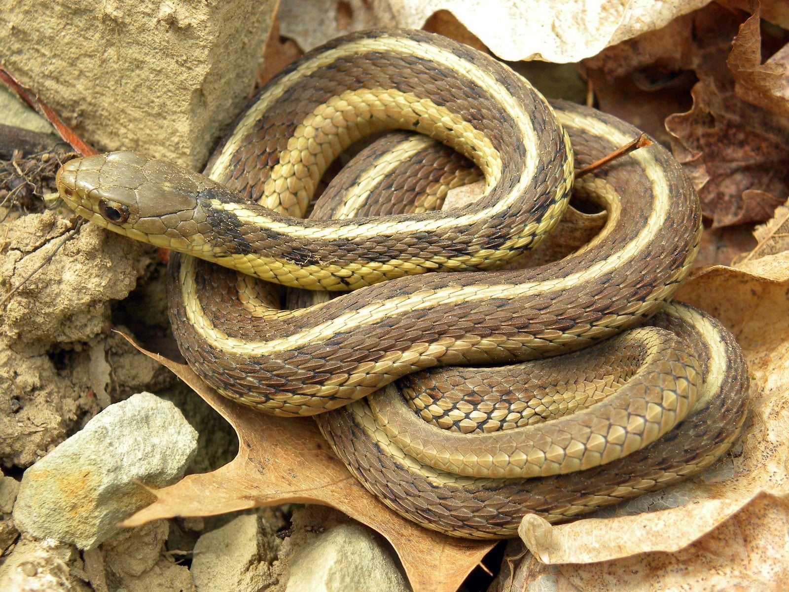garter snakes seem to form social bonds